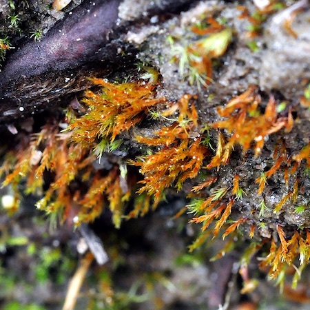 Dicranella rufescens