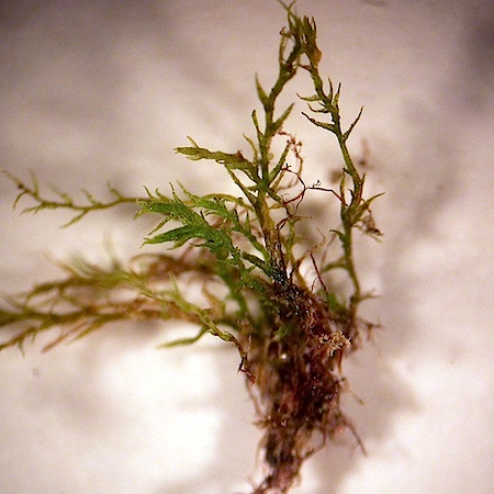 Dicranella staphylina