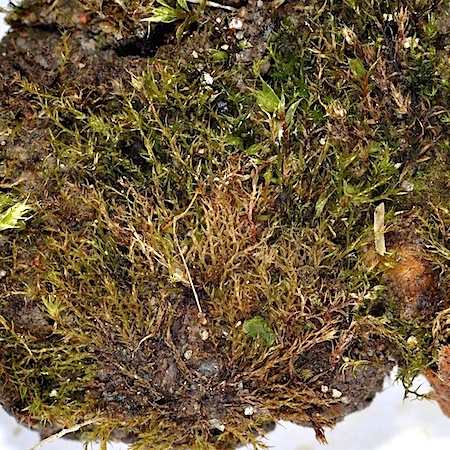 Dicranella staphylina