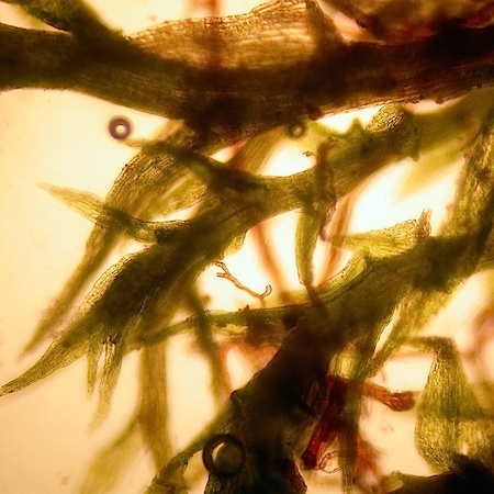 Dicranella staphylina