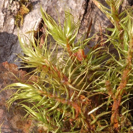 dicranum polysetum