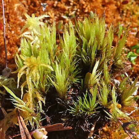 dicranum undulatum