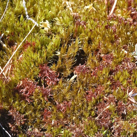 dicranum undulatum