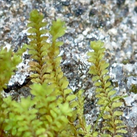 diplophyllum taxifolium