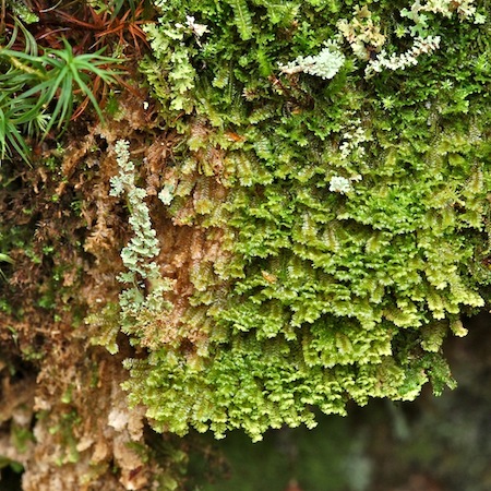 diplophyllum taxifolium
