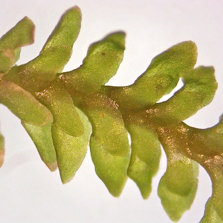 diplophyllum taxifolium