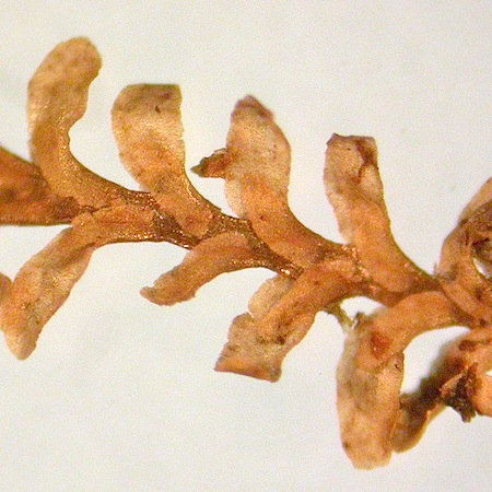 diplophyllum taxifolium
