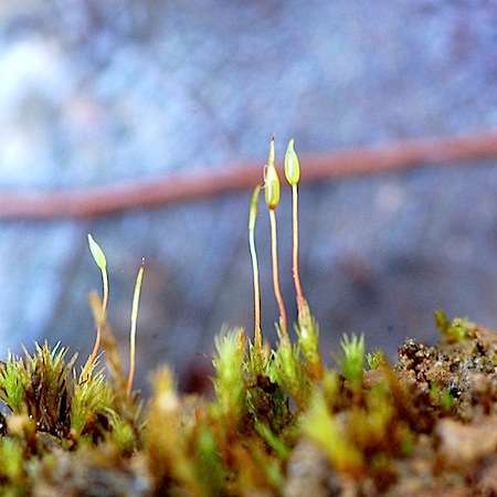 Ditrichum heteromallum