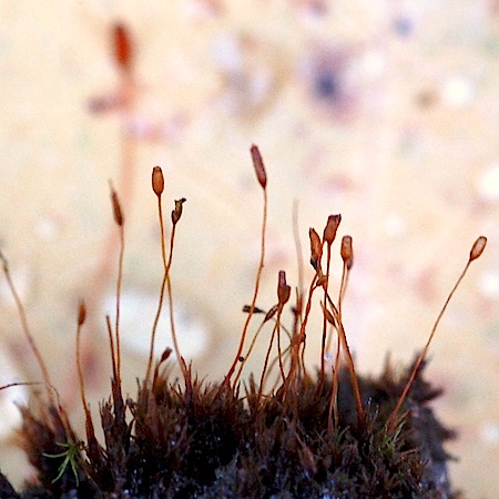 Ditrichum heteromallum