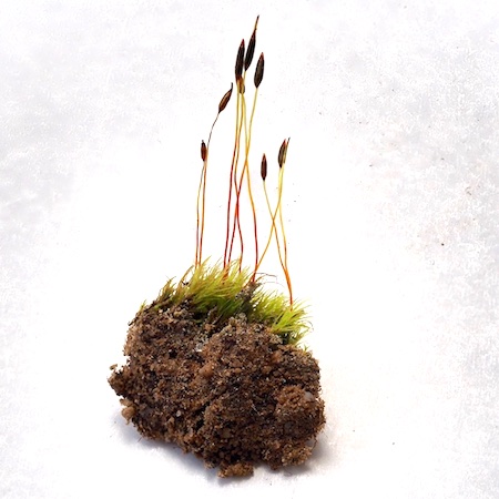 Ditrichum heteromallum