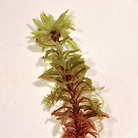 Encalypta affinis