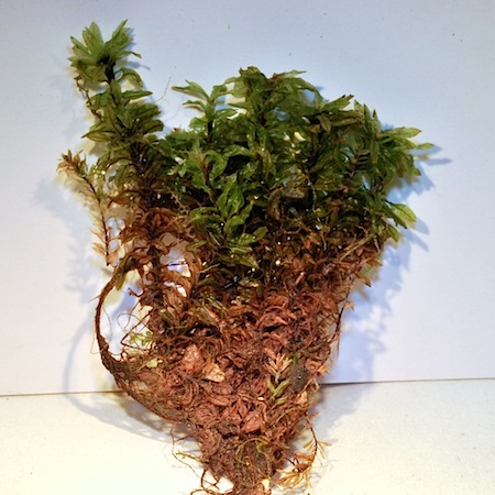 Encalypta affinis