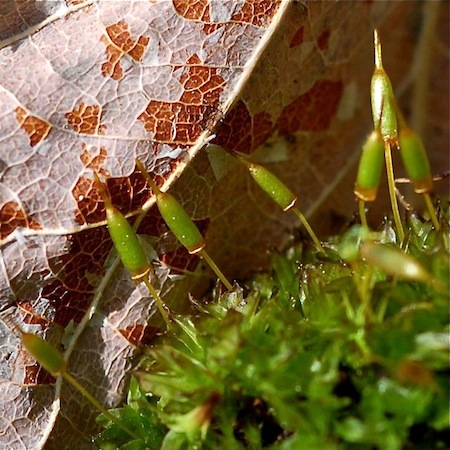 encalypta ciliata