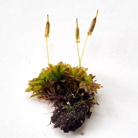 Encalypta ciliata