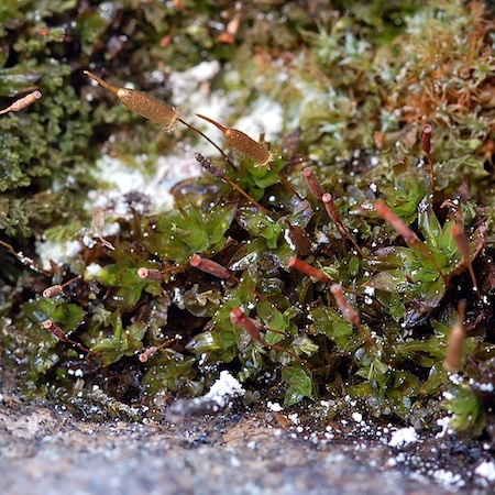 Encalypta ciliata