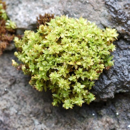 encalypta streptocarpa