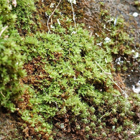 encalypta streptocarpa