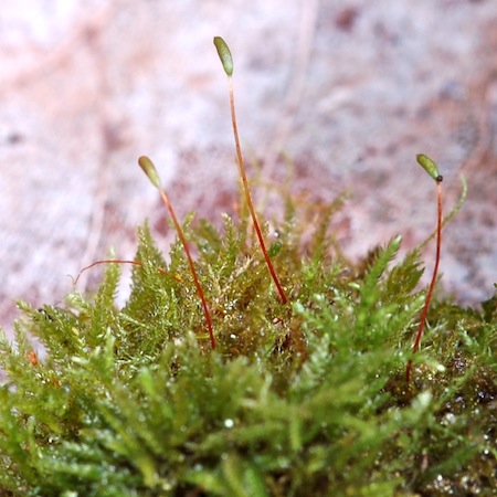 euthynchium pulchellum