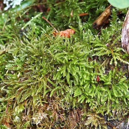 euthynchium pulchellum