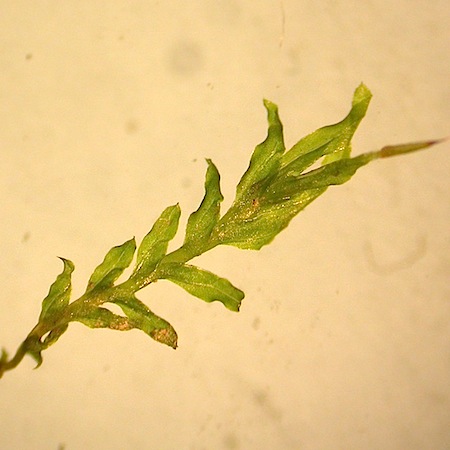 fissidens bryoides