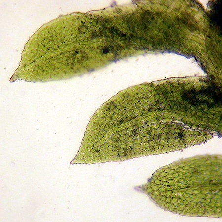 fissidens exilis