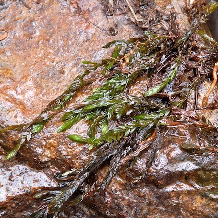 fontinalis antipyretica