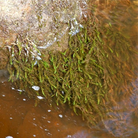 fontinalis antipyretica