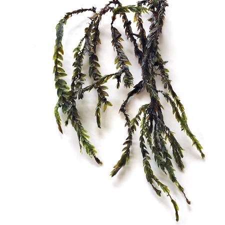 Fontinalis antipyretica