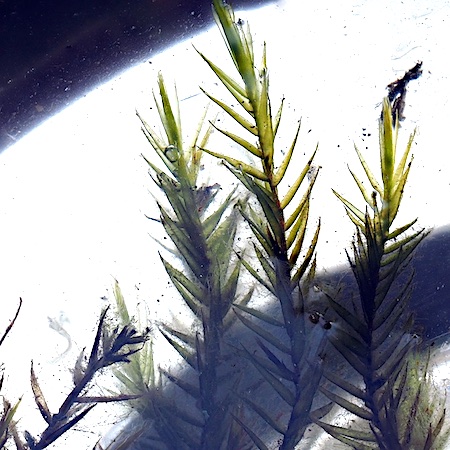 Fontinalis dichelymoides