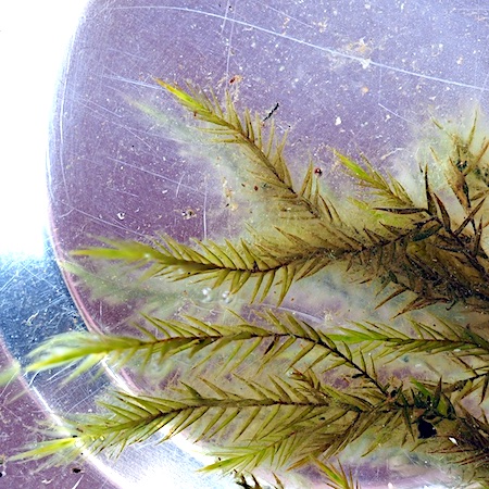 Fontinalis dichelymoides