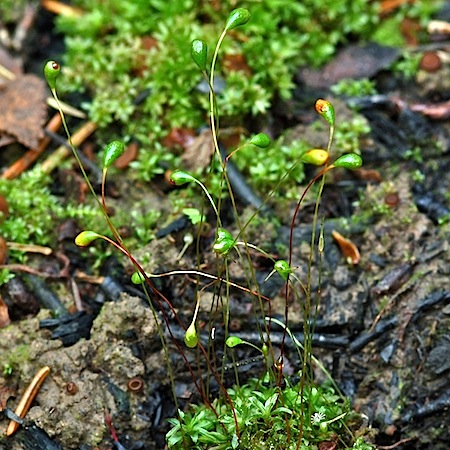 funaria hygrometrica