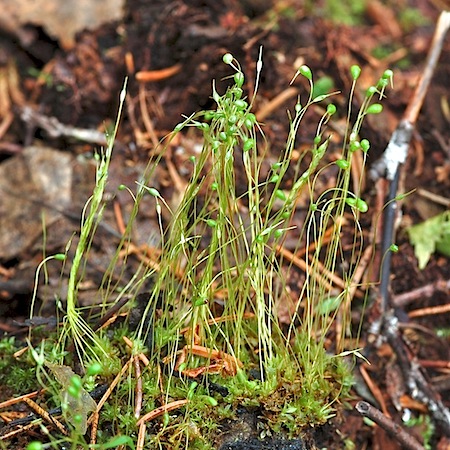 funaria hygrometrica
