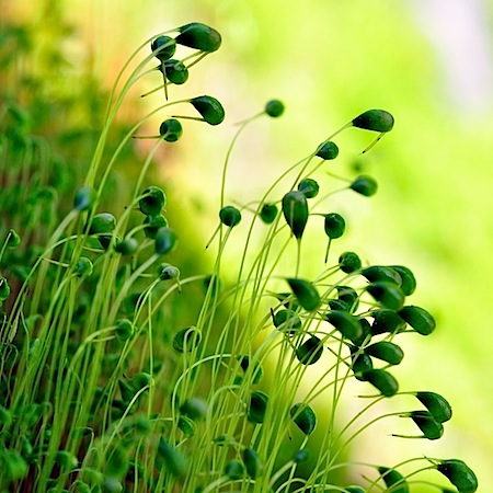 funaria hygrometrica