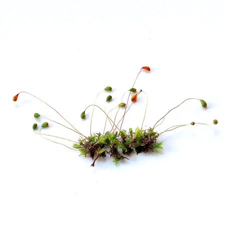 Funaria hygrometrica