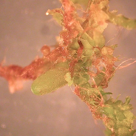 geocalyx graveolens