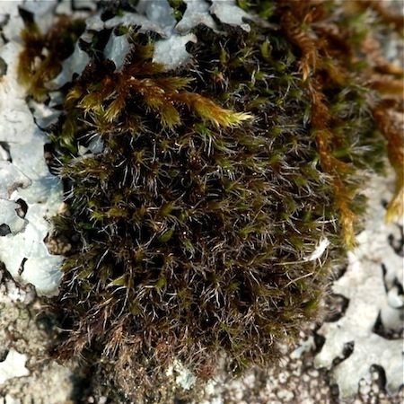 grimmia montana