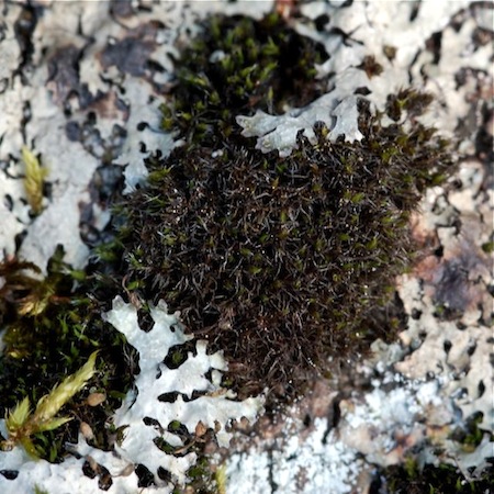 grimmia montana