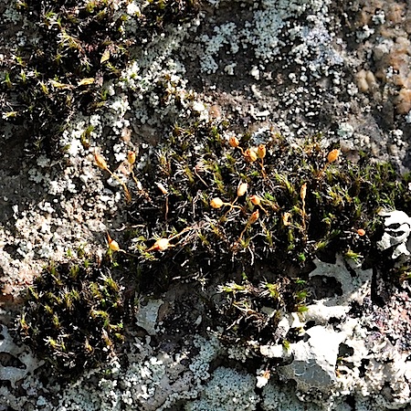 grimmia muehlenbeckii