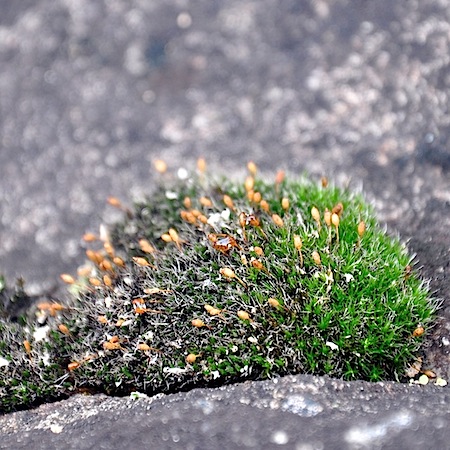 grimmia ovalis