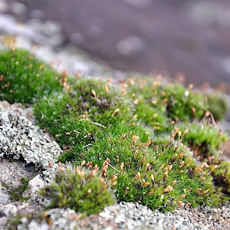 grimmia ovalis