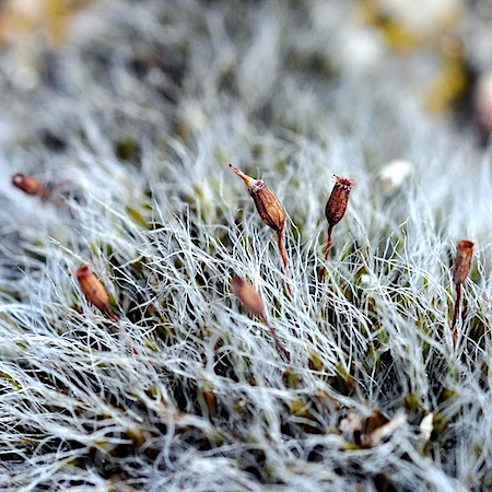 grimmia pulvinata