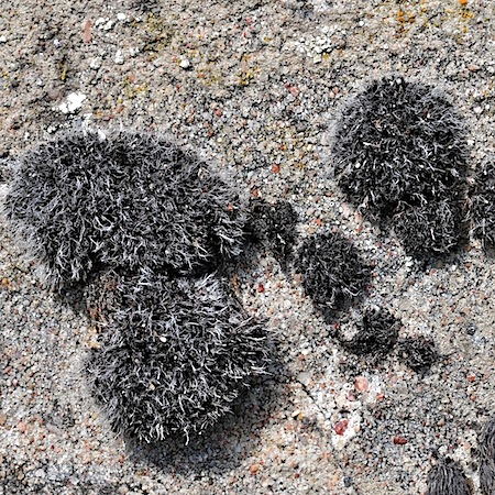 grimmia pulvinata