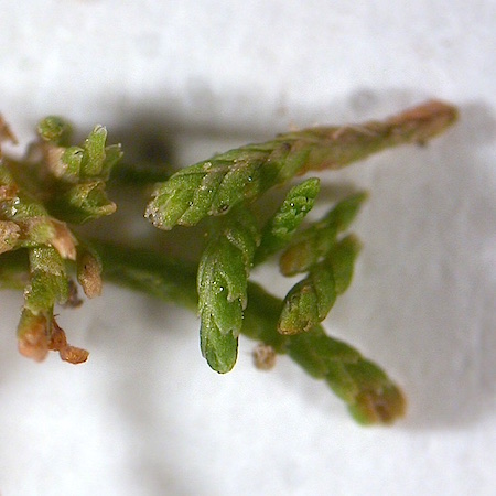 Gymnomitrion concinnatum