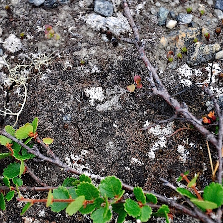 Gymnomitrion concinnatum