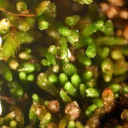 Gymnomitrion concinnatum