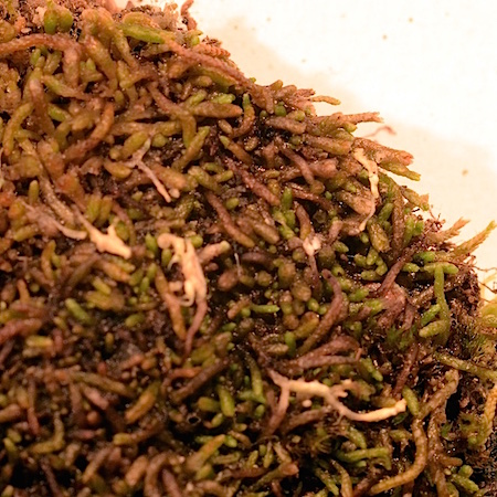 Gymnomitrion concinnatum