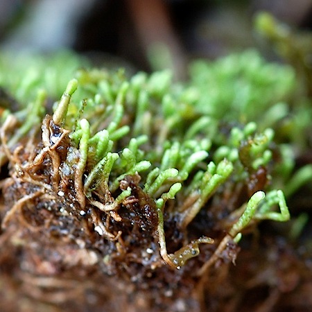 gymnomitrion obtusum