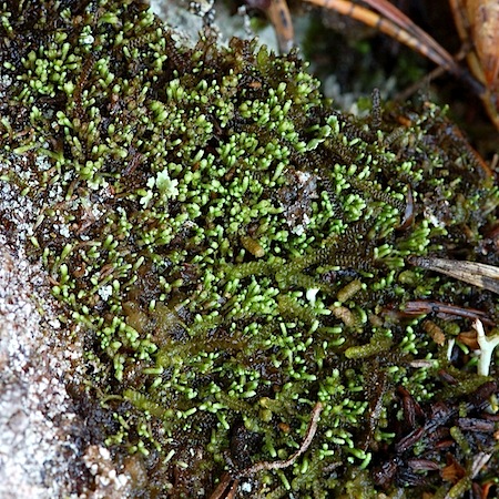 gymnomitrion obtusum