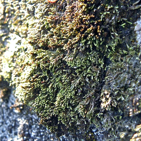 Gymnomitrion obtusum