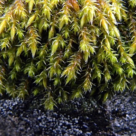 hedwigia ciliata